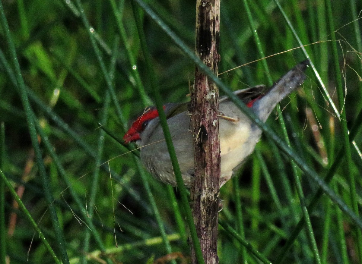 Red-browed Firetail - ML64308211