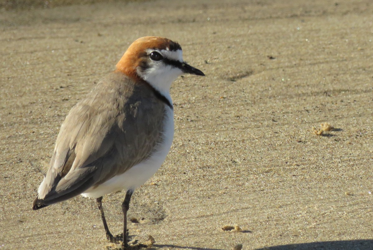 Red-capped Plover - ML64308711
