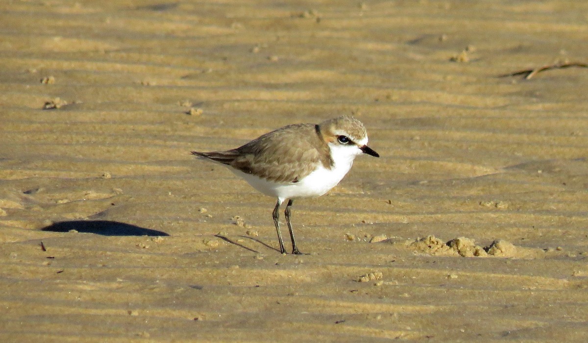 Red-capped Plover - ML64308731
