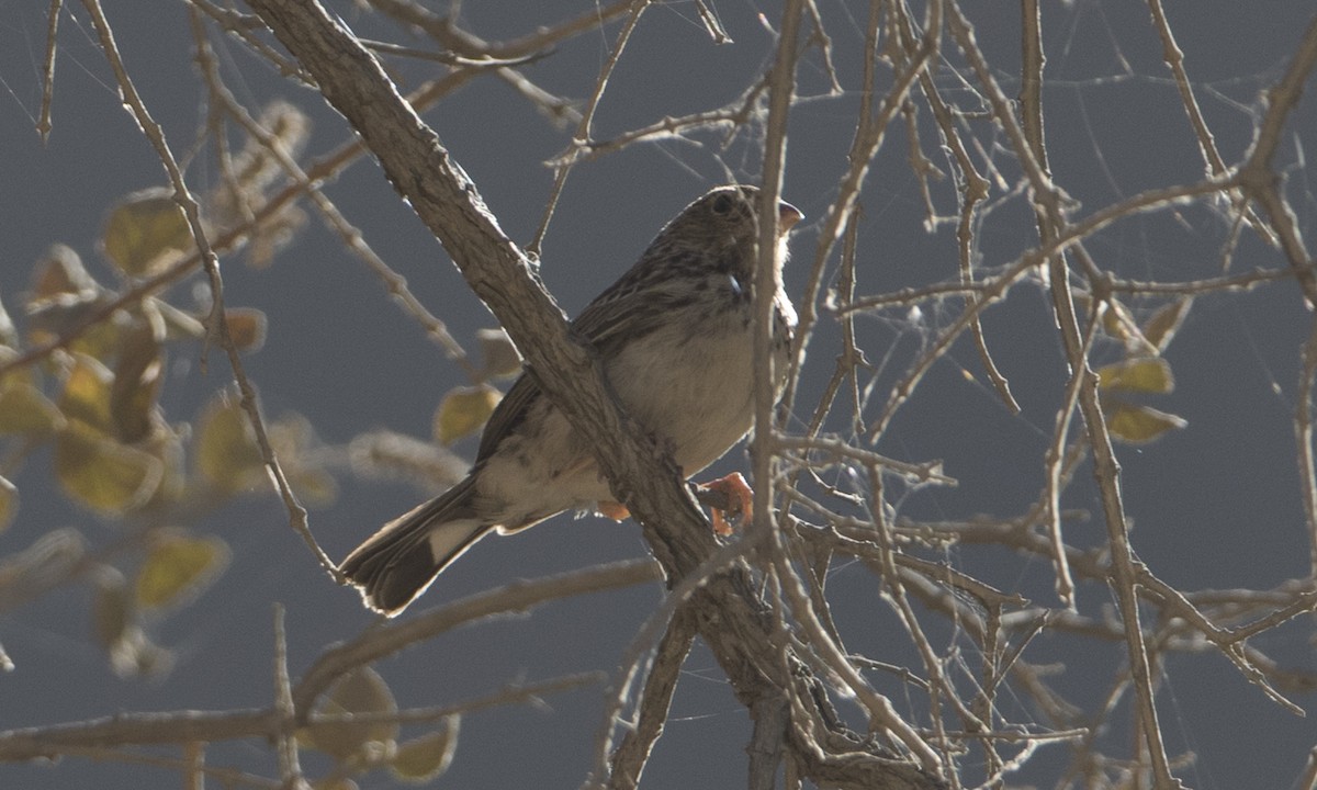 Band-tailed Seedeater - ML64308741