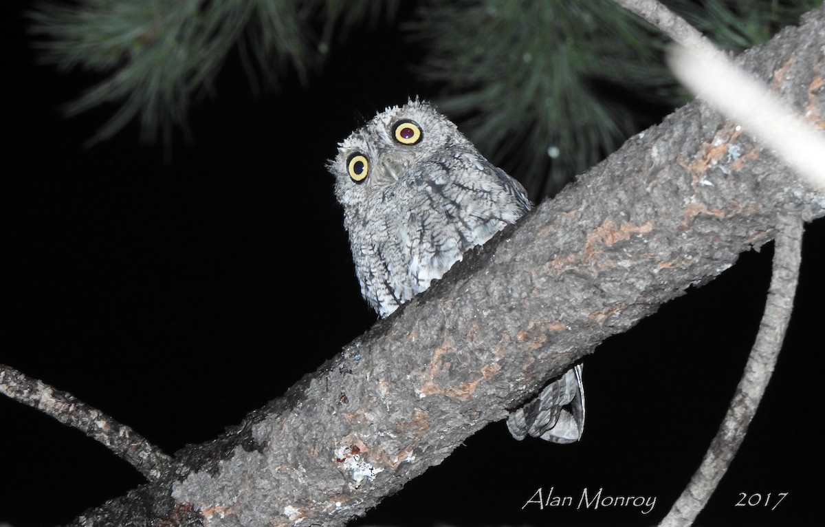 Whiskered Screech-Owl - Alan  Monroy-Ojeda
