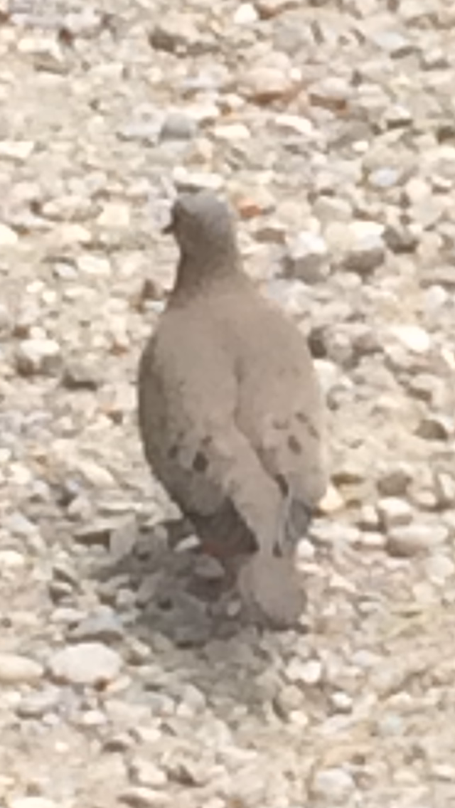 Ruddy Ground Dove - juan murillo