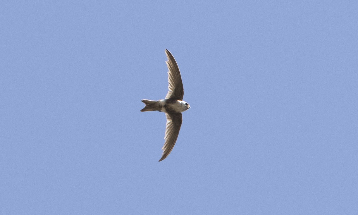 Andean Swift - ML64312851