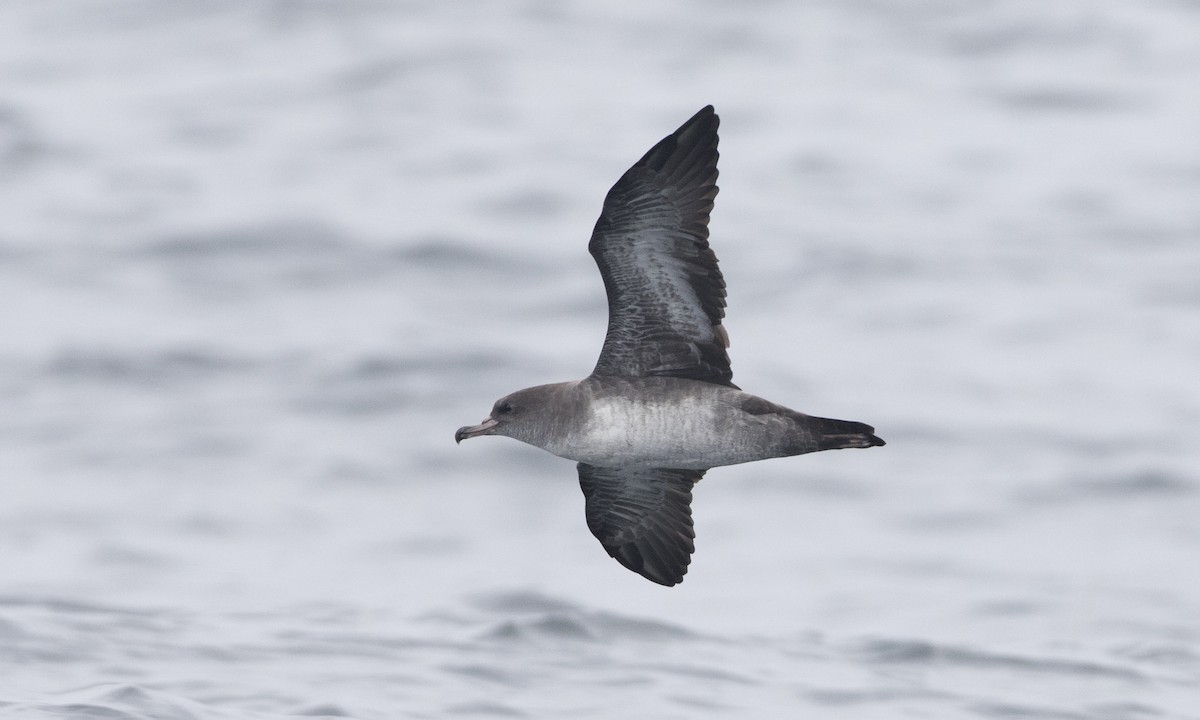 Pink-footed Shearwater - ML64315461