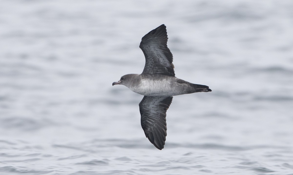 Pink-footed Shearwater - ML64315471