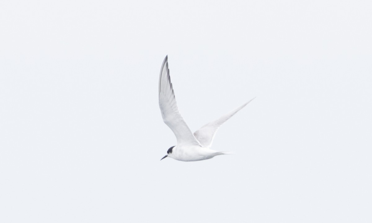 Arctic Tern - ML64316271