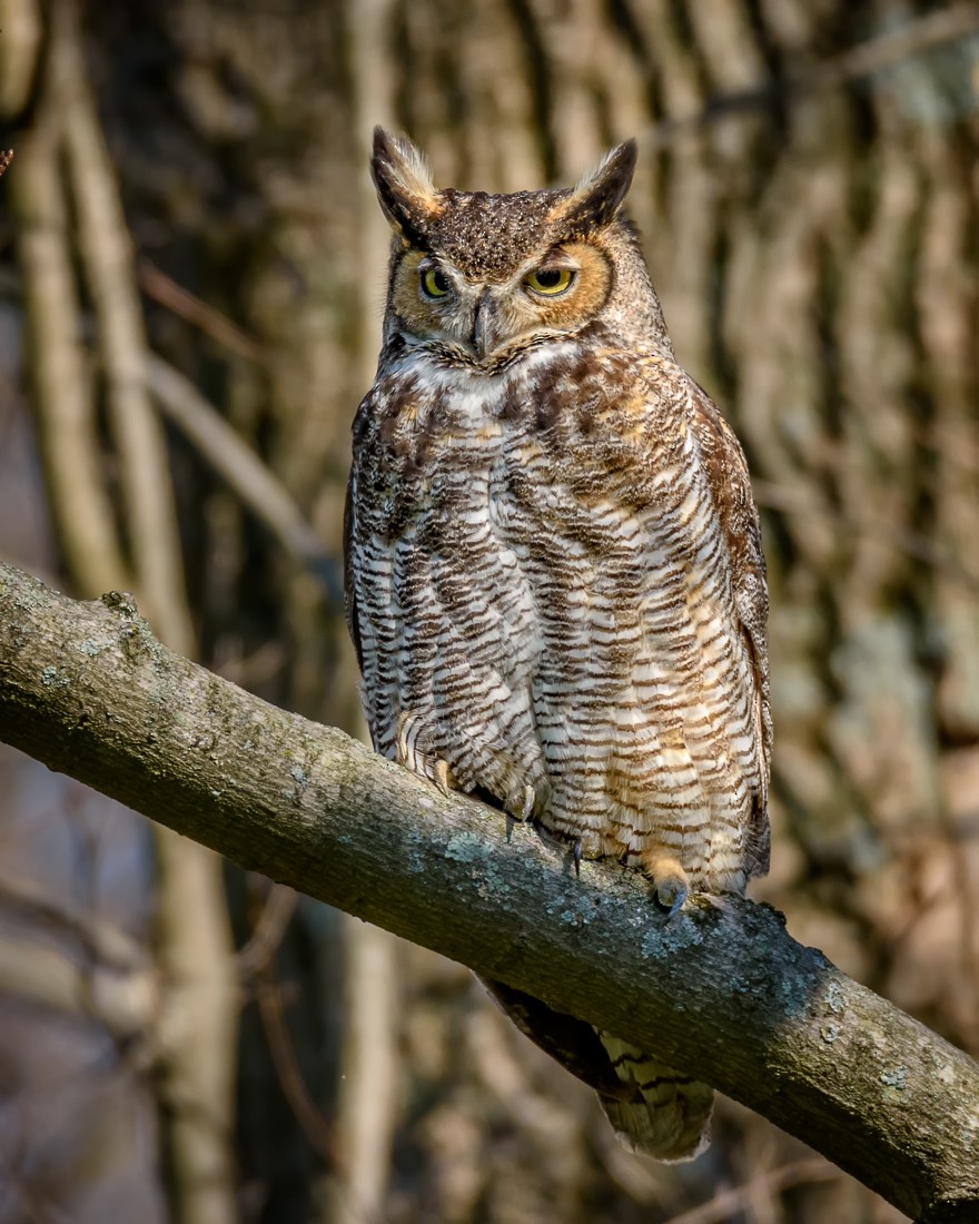 Great Horned Owl - mark kraus