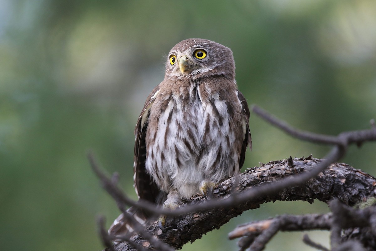Northern Pygmy-Owl - Bob Friedrichs