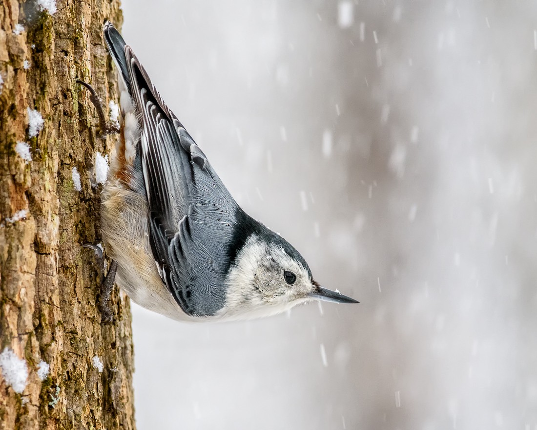 White-breasted Nuthatch - ML64317551