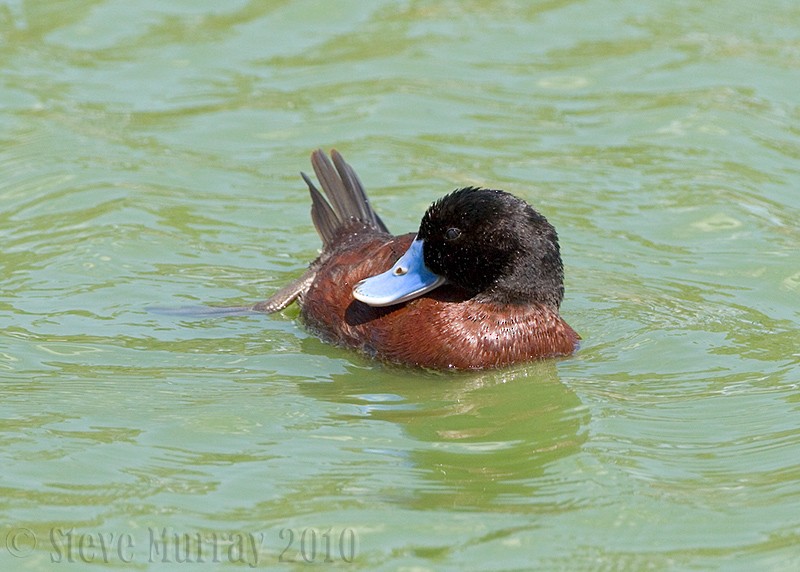 Blue-billed Duck - Stephen Murray