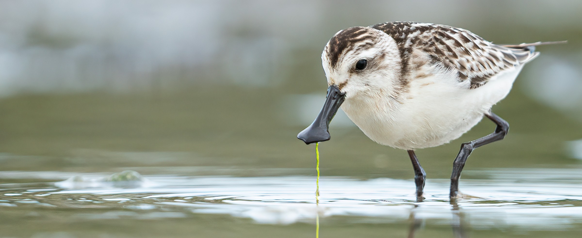Spoon-billed Sandpiper