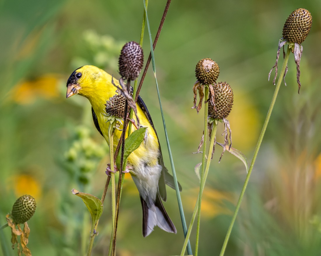 American Goldfinch - mark kraus