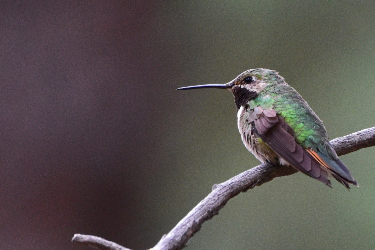Broad-tailed Hummingbird - Nate Gowan