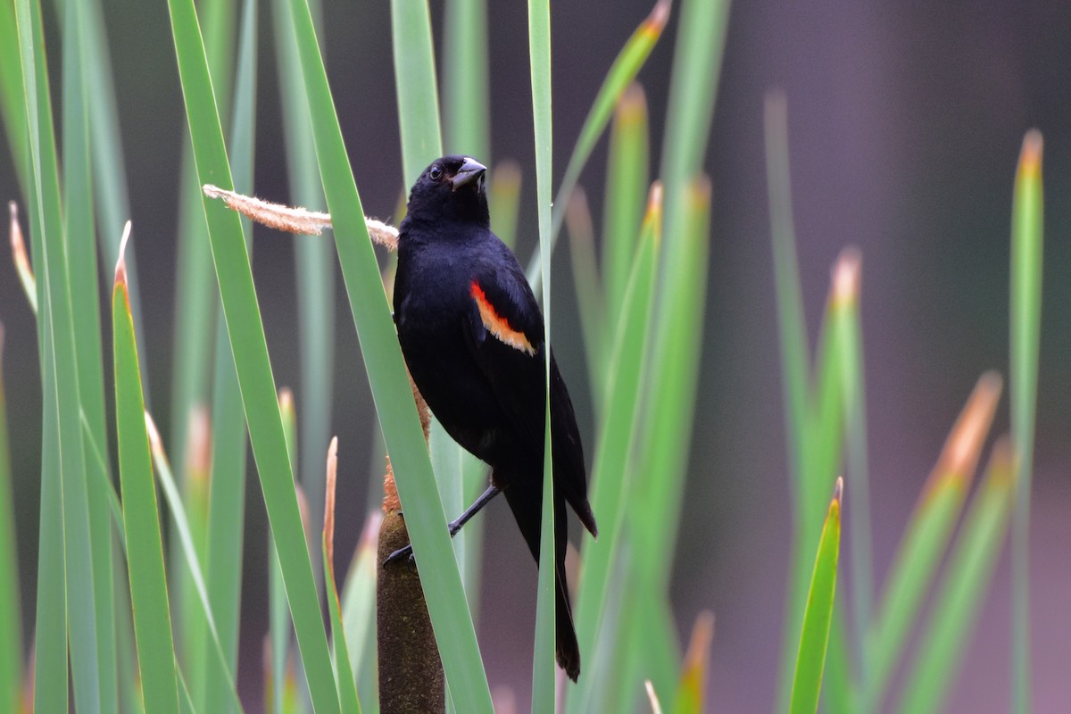 Red-winged Blackbird - Nate Gowan