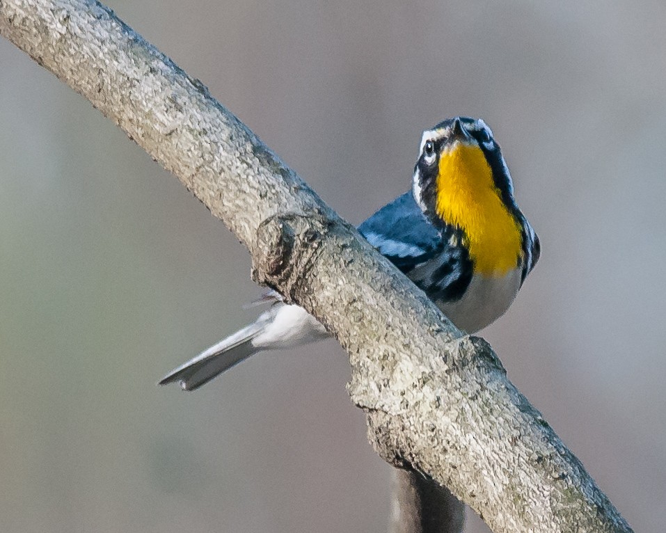 Yellow-throated Warbler - mark kraus