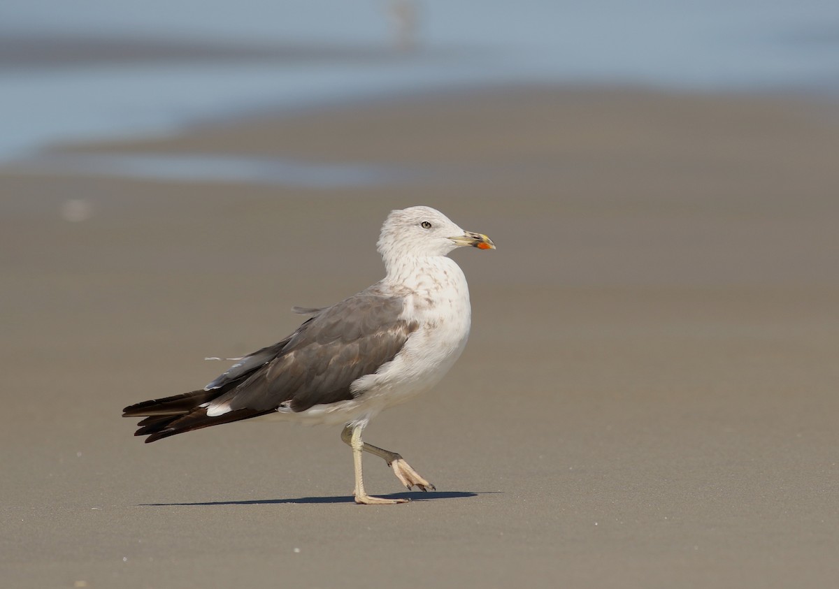 Lesser Black-backed Gull - Nathan Dubrow
