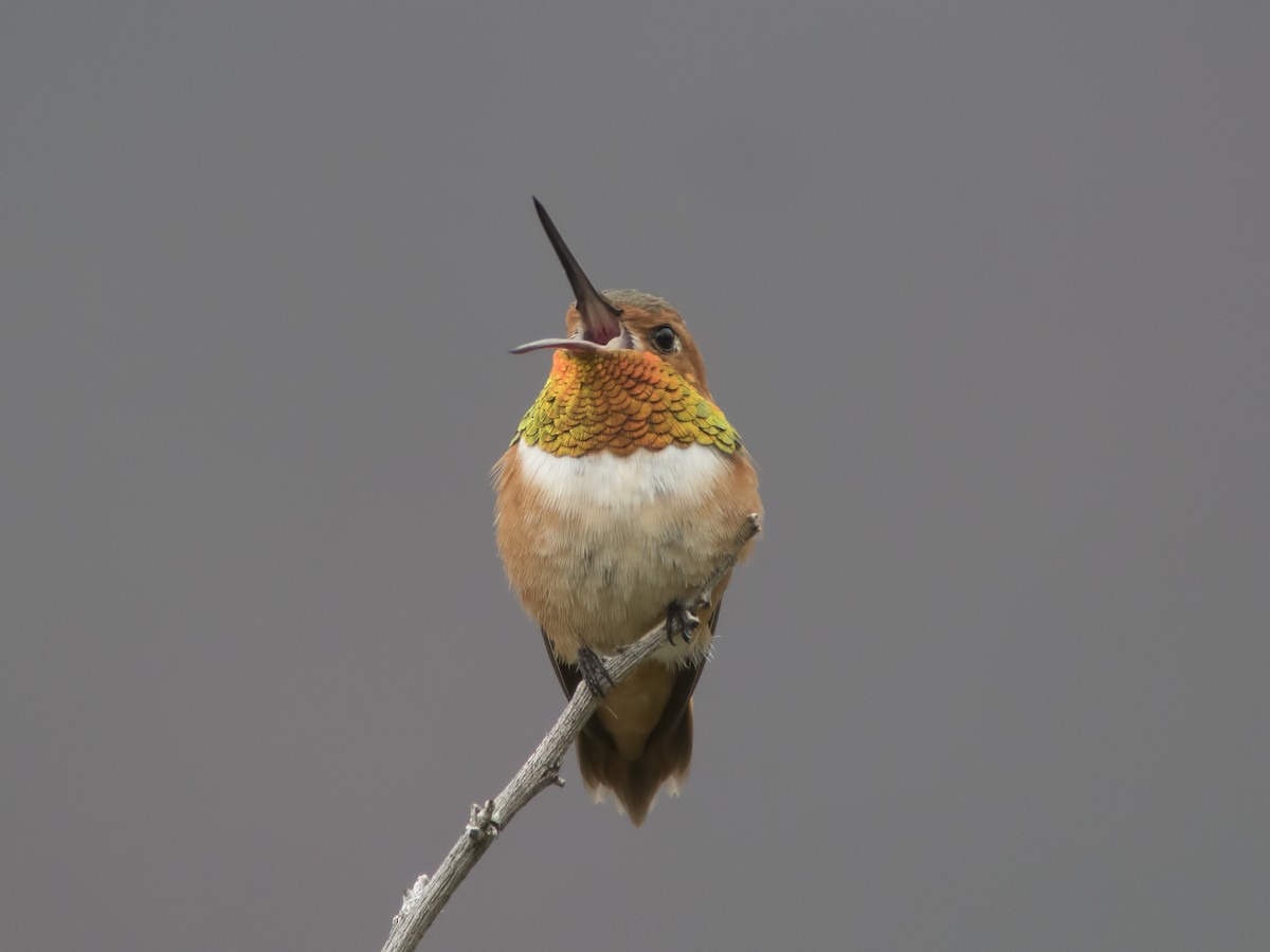 Rufous Hummingbird - Glenn Kincaid