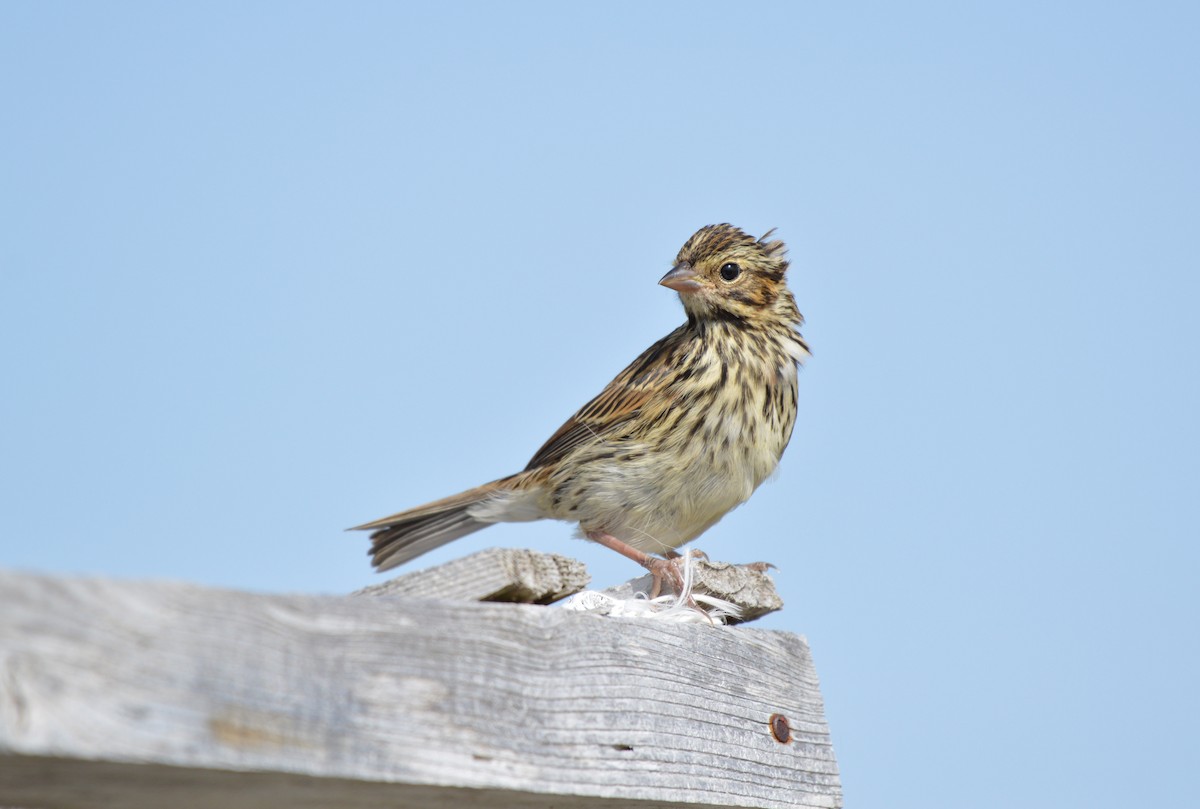 Savannah Sparrow - Kathy Marche