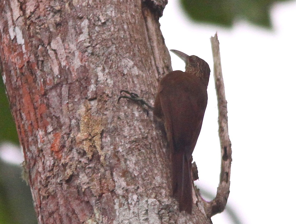 Strong-billed Woodcreeper (Andean/Northern) - ML64330641