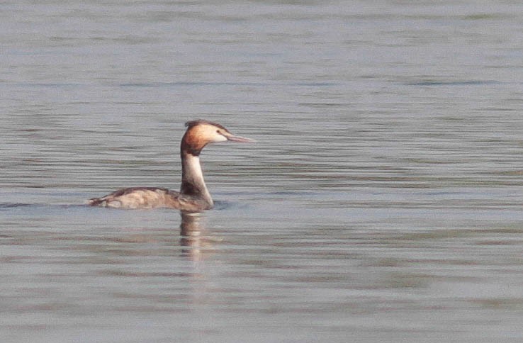 Great Crested Grebe - ML64331131