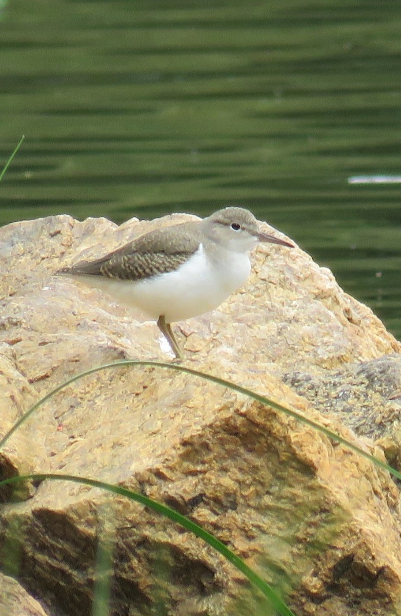 Spotted Sandpiper - Diane Roberts