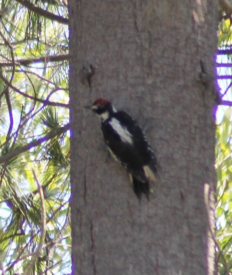 Hairy Woodpecker - ML64336931