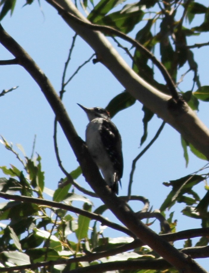 Hairy Woodpecker - ML64336941