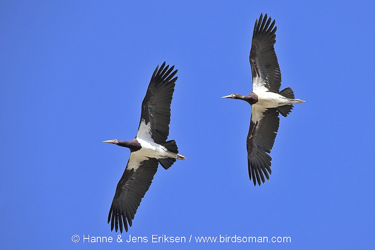Abdim's Stork - Jens Eriksen