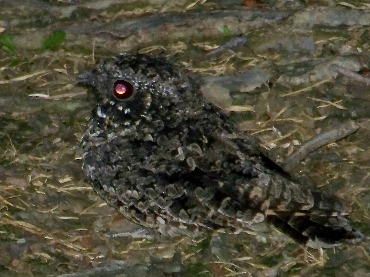 Common Poorwill - Zachary Perry