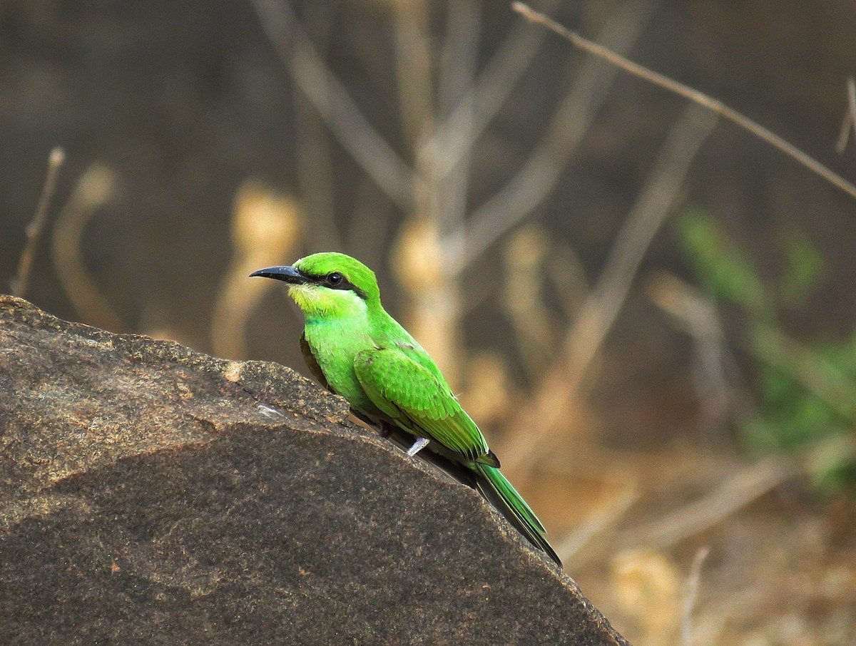 Asian Green Bee-eater - ML64342561