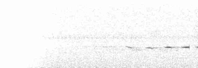  - Spotted Jewel-babbler