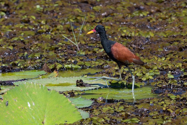 Wattled Jacana
