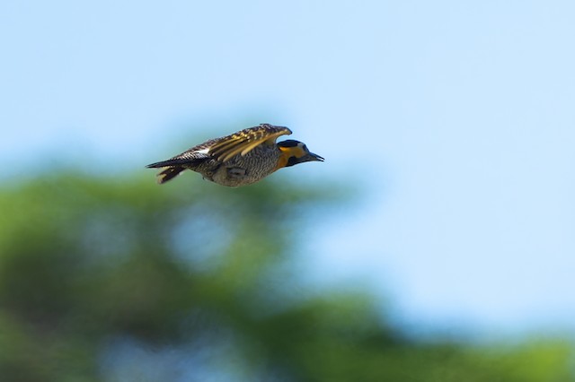 Campo Flicker