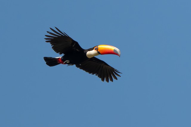 Toco Toucan