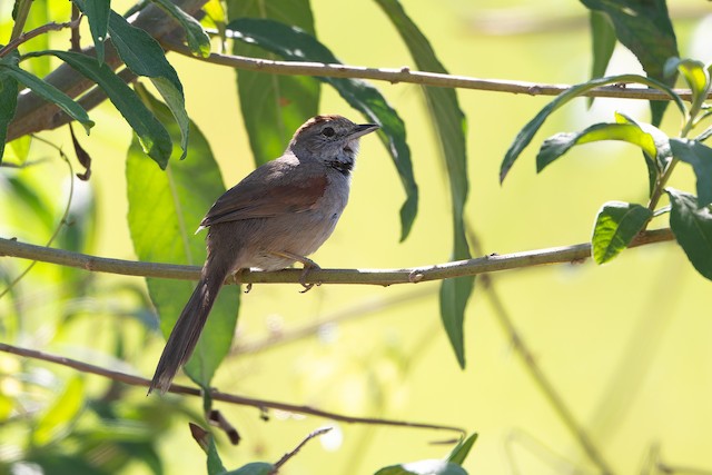 Pale-breasted Spinetail