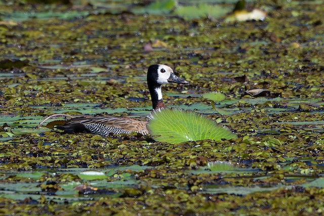 White-faced Whistling-Duck