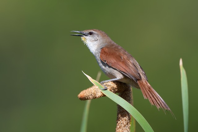 Yellow-chinned Spinetail