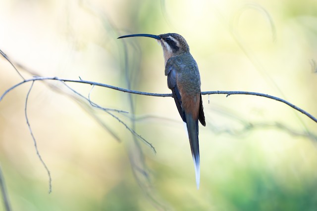 Planalto Hermit