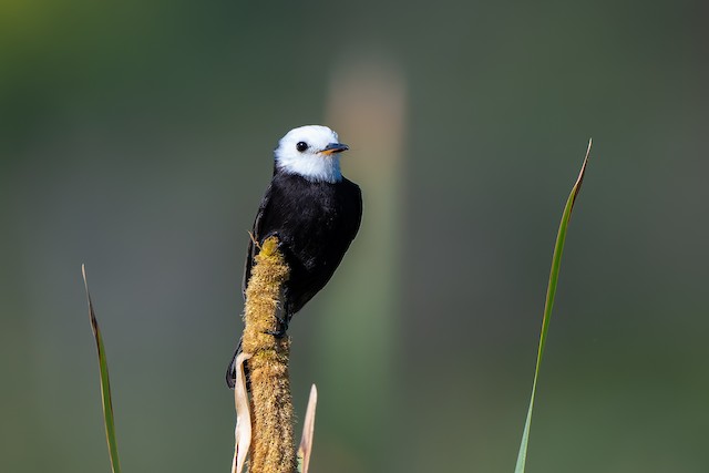 White-headed Marsh Tyrant