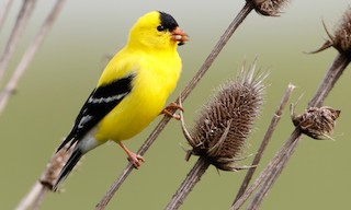  - American Goldfinch