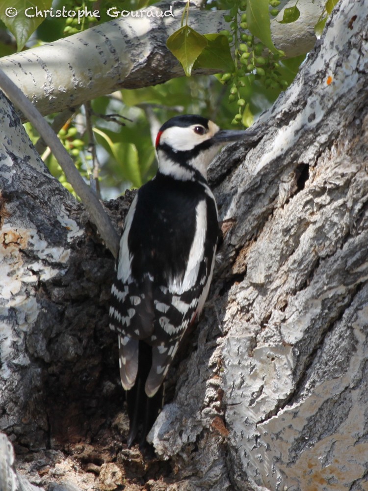 Great Spotted Woodpecker - ML64345041