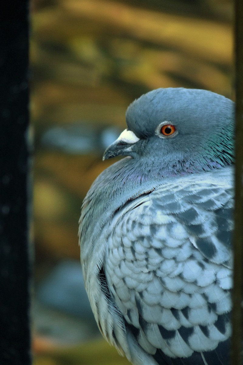 Rock Pigeon (Feral Pigeon) - ML64345751