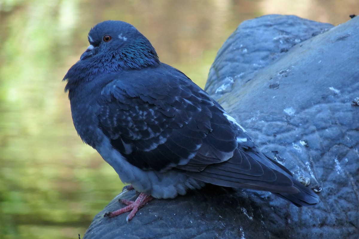 Rock Pigeon (Feral Pigeon) - ML64345791