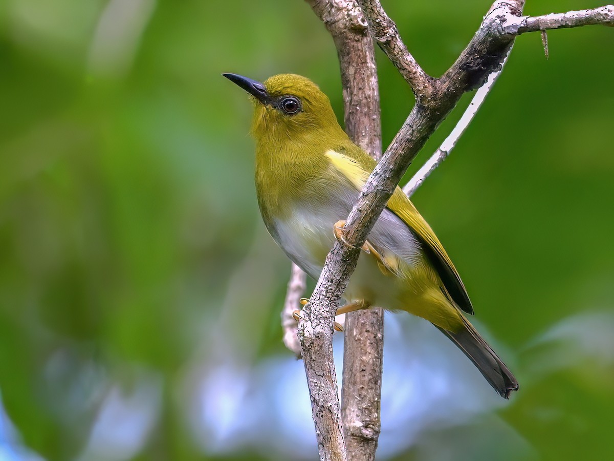 Dark-eyed White-eye - Zosterops tetiparius - Birds of the World