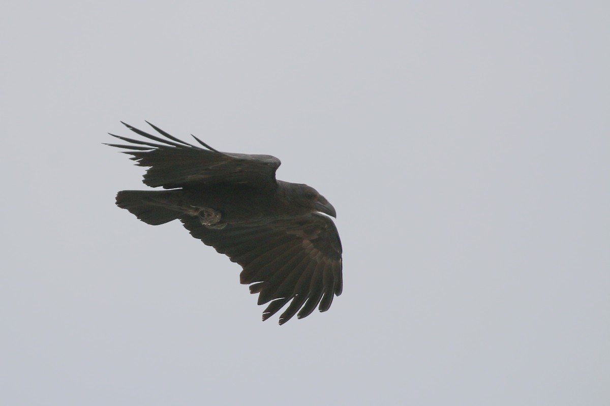 Fan-tailed Raven - Tommy Pedersen