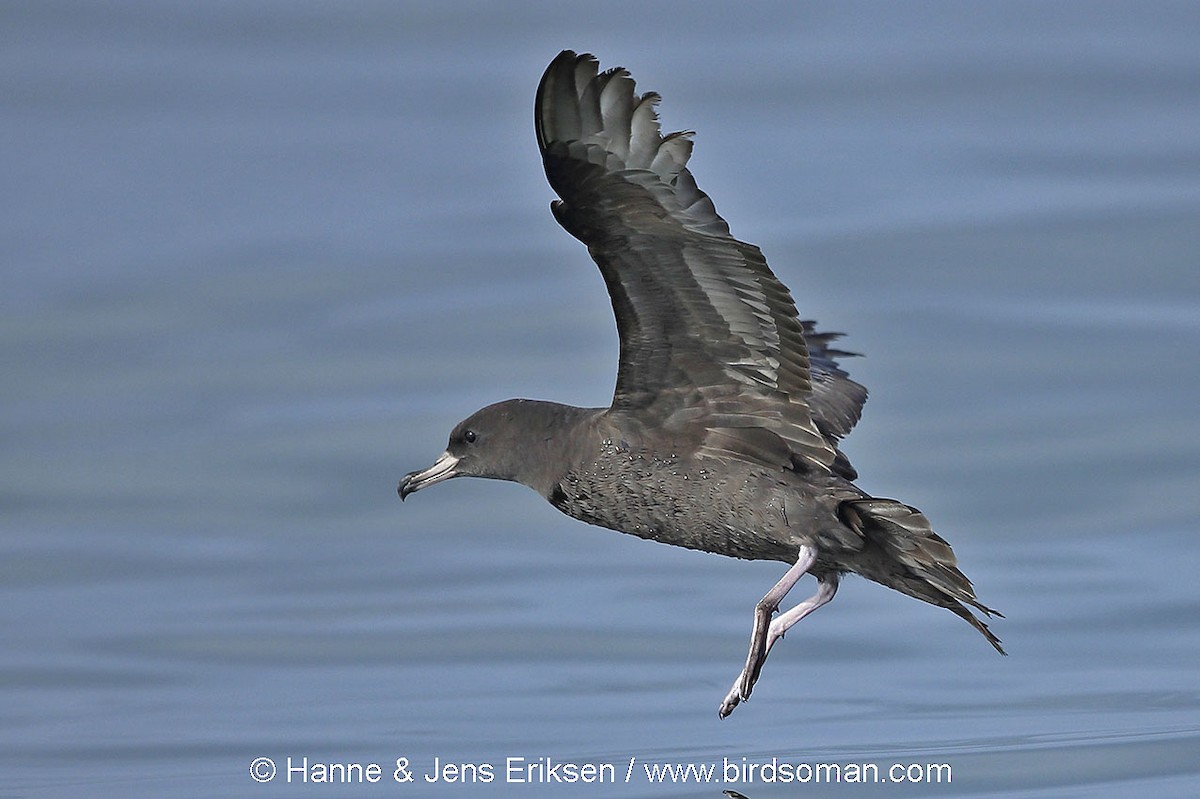Flesh-footed Shearwater - ML64347271