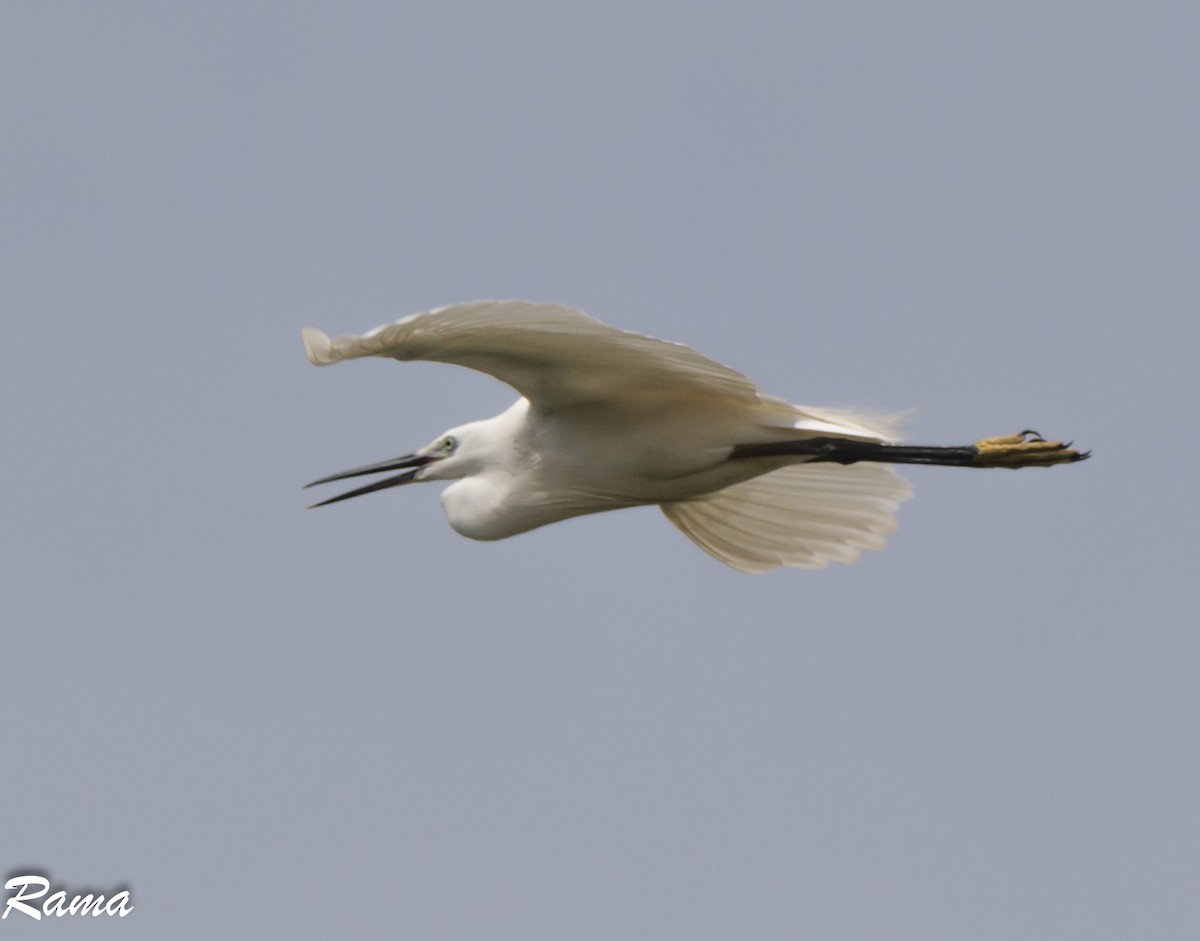 Little Egret - Rama Neelamegam