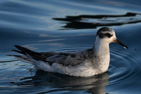Red Phalarope