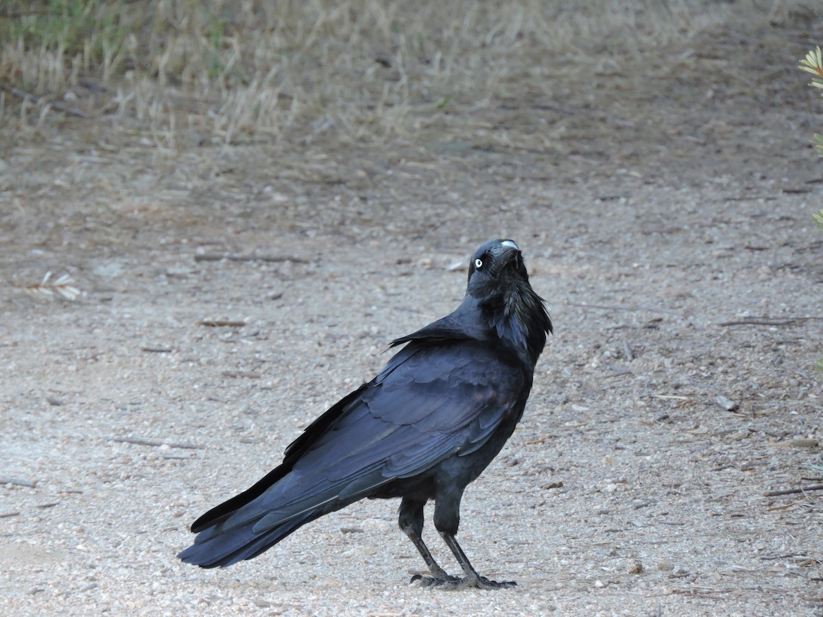Australian Raven - Ken Crawley