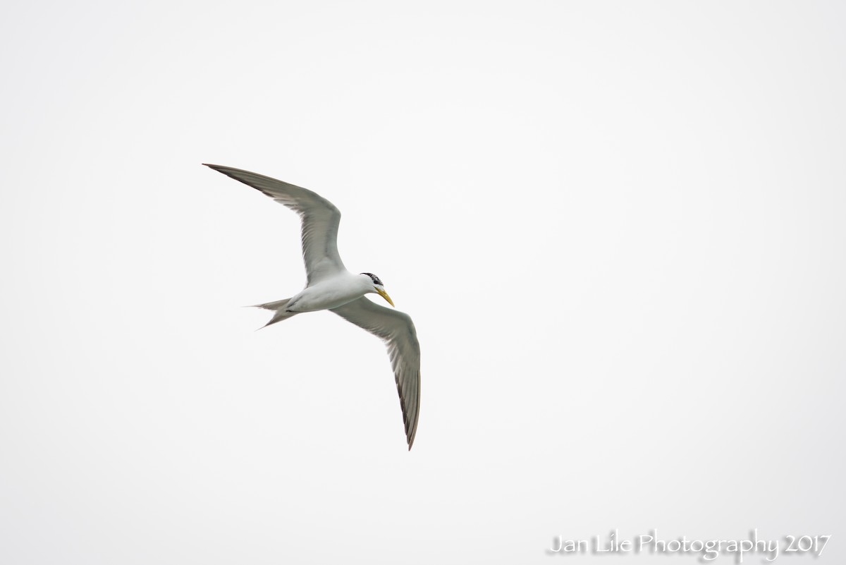 Great Crested Tern - ML64350731